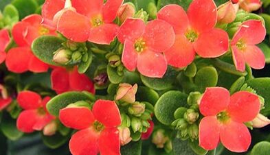 Kalanchoe สำหรับการรักษาต่อมลูกหมากอักเสบเรื้อรัง