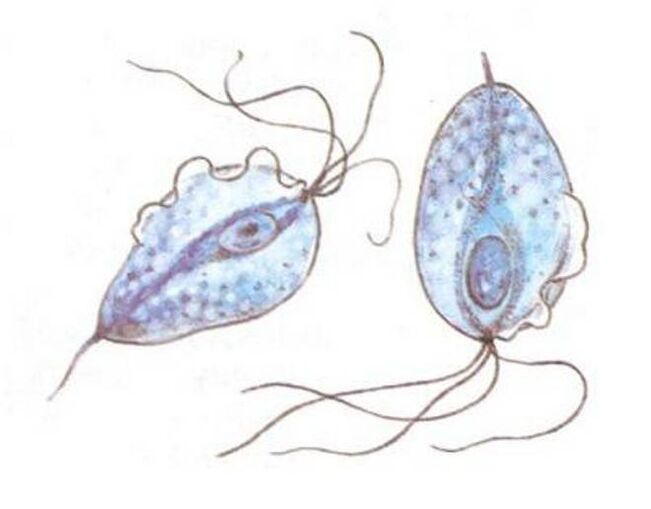 Trichomonas สาเหตุของต่อมลูกหมากอักเสบ